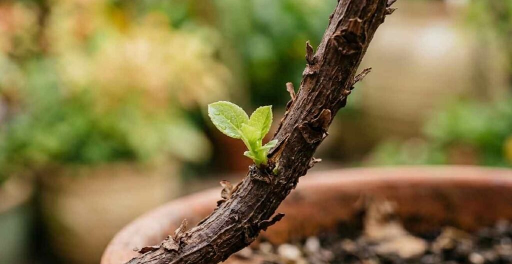 Brotes nuevos en planta recuperada tras emergencia