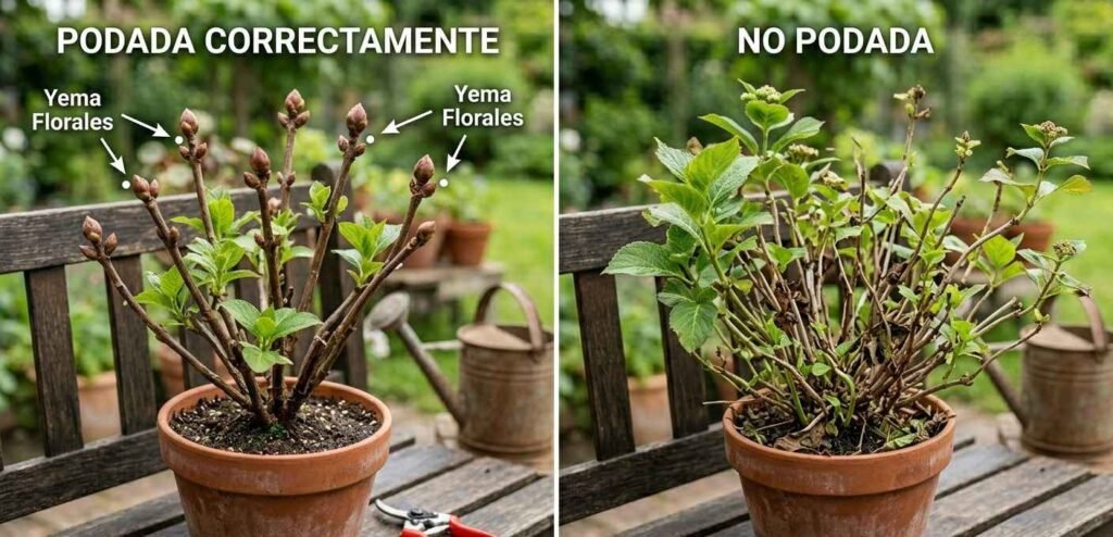 Técnica de poda selectiva para hortensias macrophylla