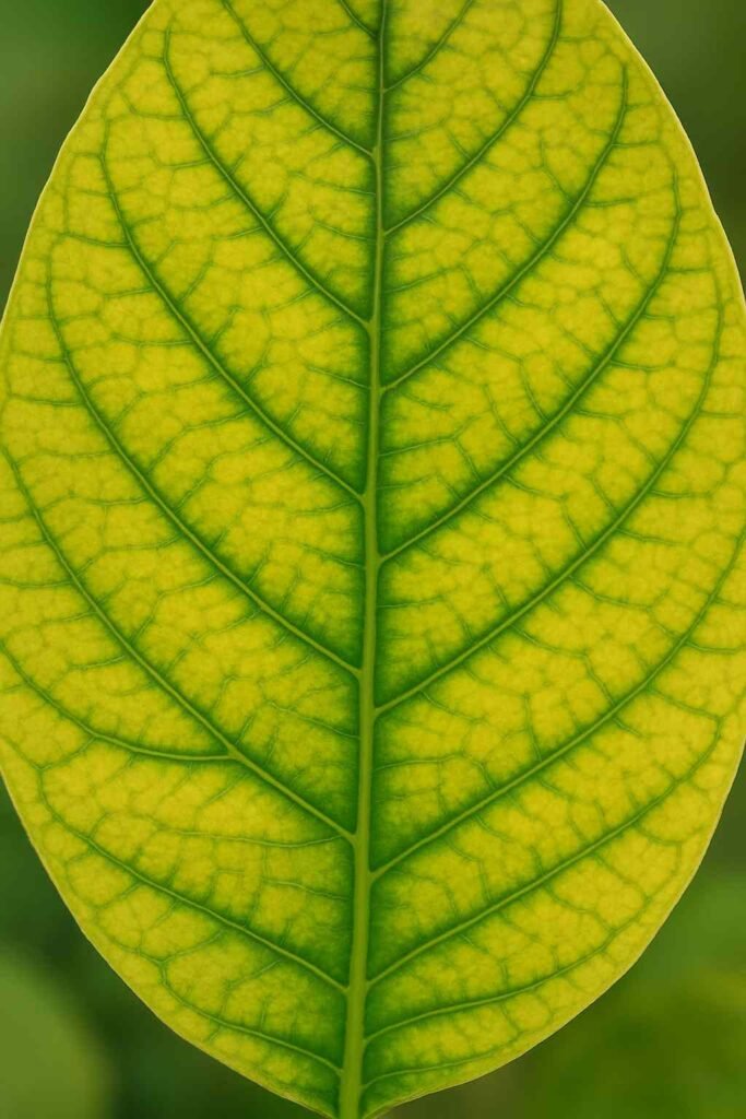 Clorosis férrica hojas amarillas deficiencia hierro plantas