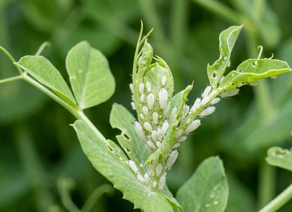 Colonia de pulgón blanco en brotes tiernos y hojas jóvenes de una planta.