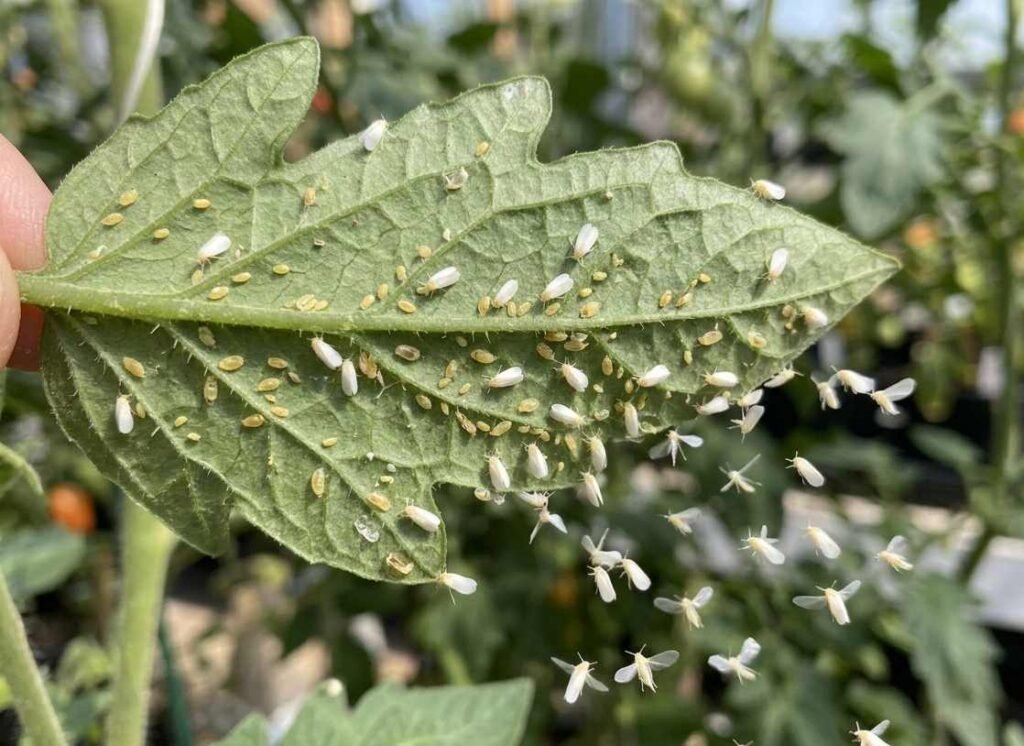 Mosca blanca en el envés de una hoja de tomate con adultos alados y ninfas adheridas.