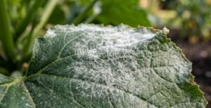 Oídio en hoja de calabacín - Detalle de polvo blanco fúngico