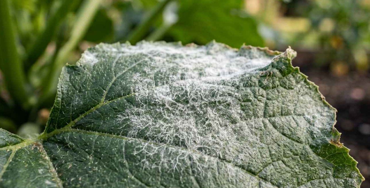 Oídio en hoja de calabacín - Detalle de polvo blanco fúngico