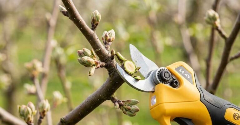 Uso de tijera eléctrica profesional siguiendo el Calendario de Poda 2026