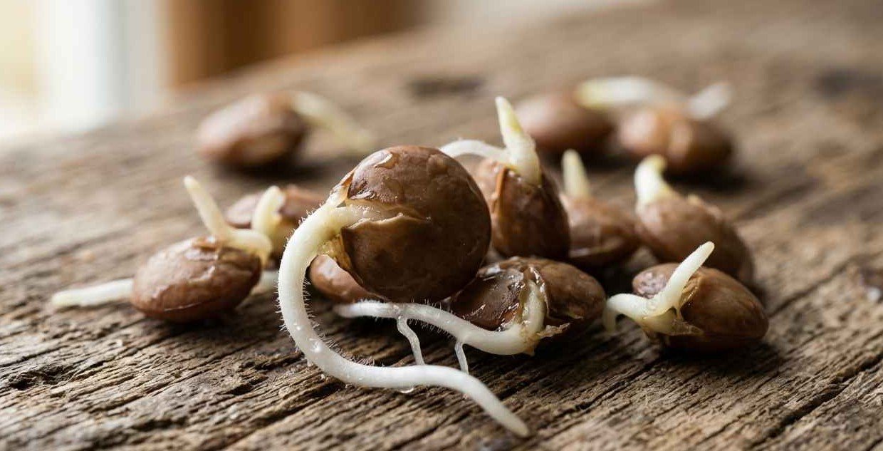Lentejas germinadas ricas en auxinas para hormonas de enraizamiento caseras