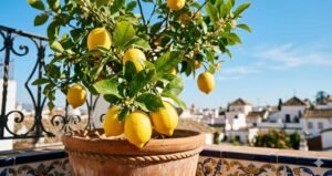 Limonero Meyer en maceta de terracota en un balcón soleado con frutos maduros
